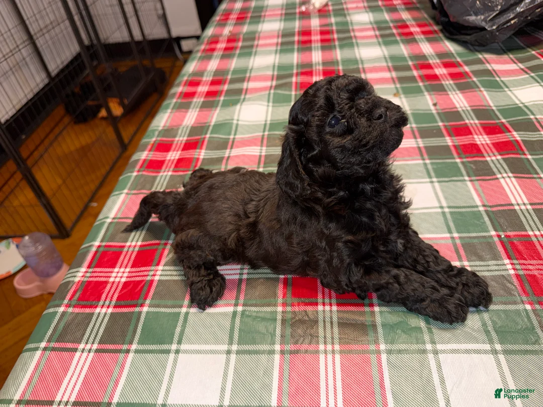 Yorkiepoo dogs for sale: Yorkiepoo Puppy 3 - Ad 3