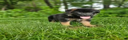 German Shepherd dogs for sale: Sparky  - Ad 6