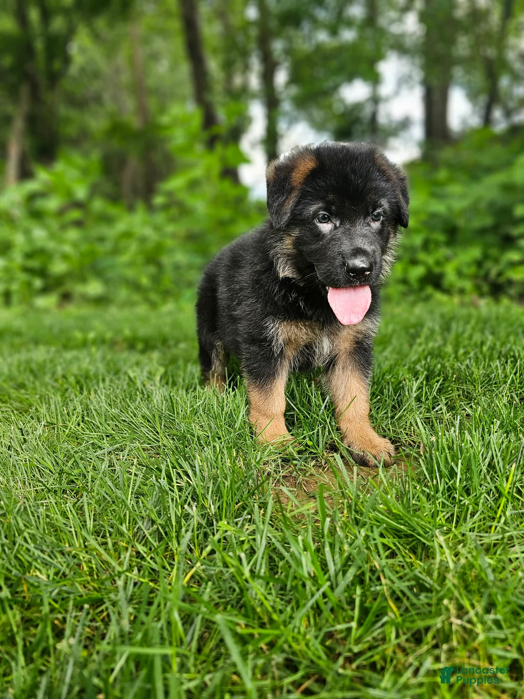 German Shepherd dogs for sale: Sparky  - Ad 6