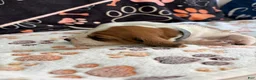 Basset Hound dogs for sale: Basset Hound 6 - Ad 5