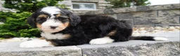 Mini Bernedoodle dogs for sale: Mini Bernedoodle Cooper  - Ad 5