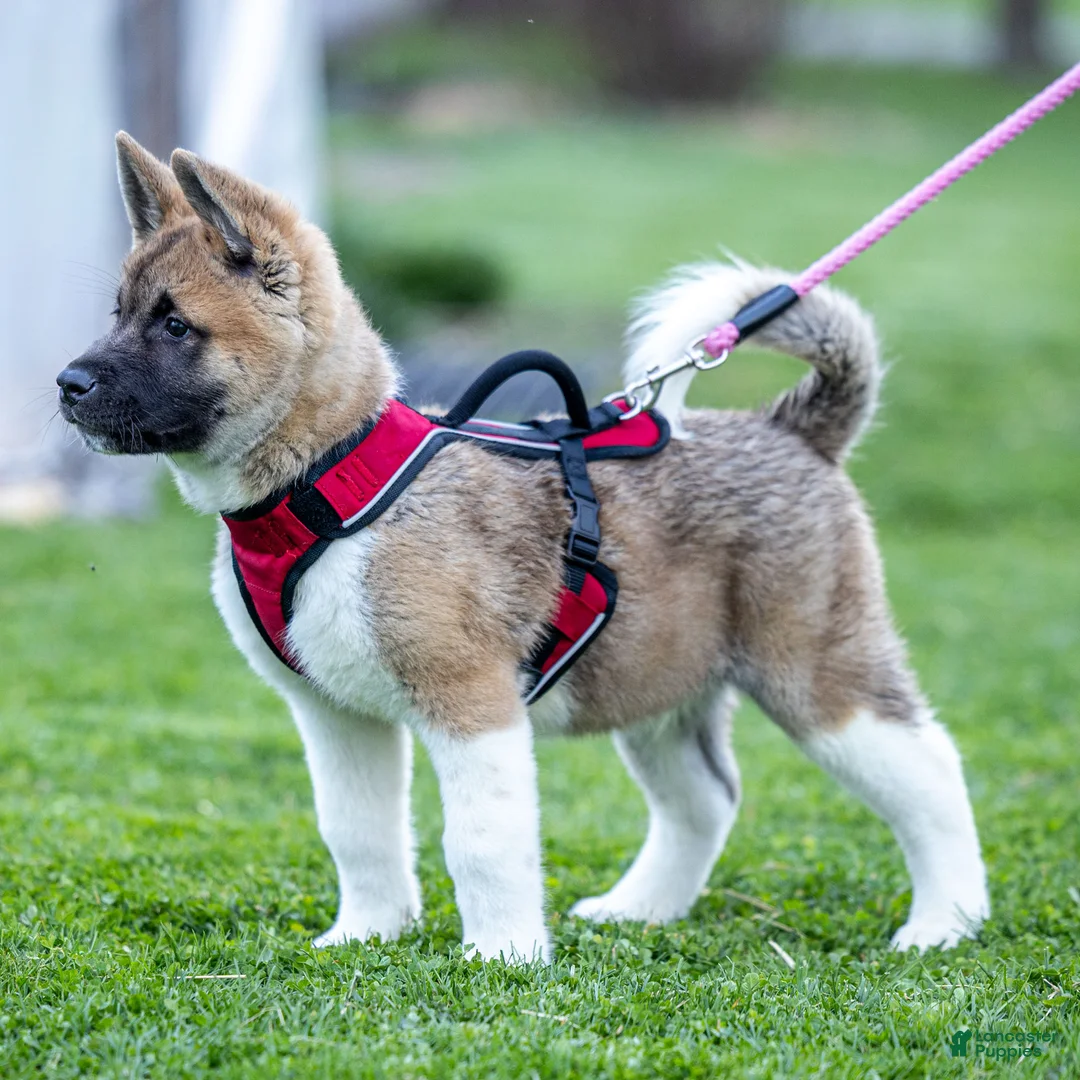Akita dogs for sale: Fynn Akita Puppy  - Ad 2