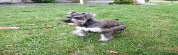 Miniature Schnauzer dogs for sale: Autumn - Ad 5