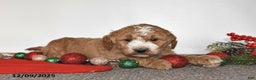 Mini Goldendoodle dogs for sale: Jill - Ad 4