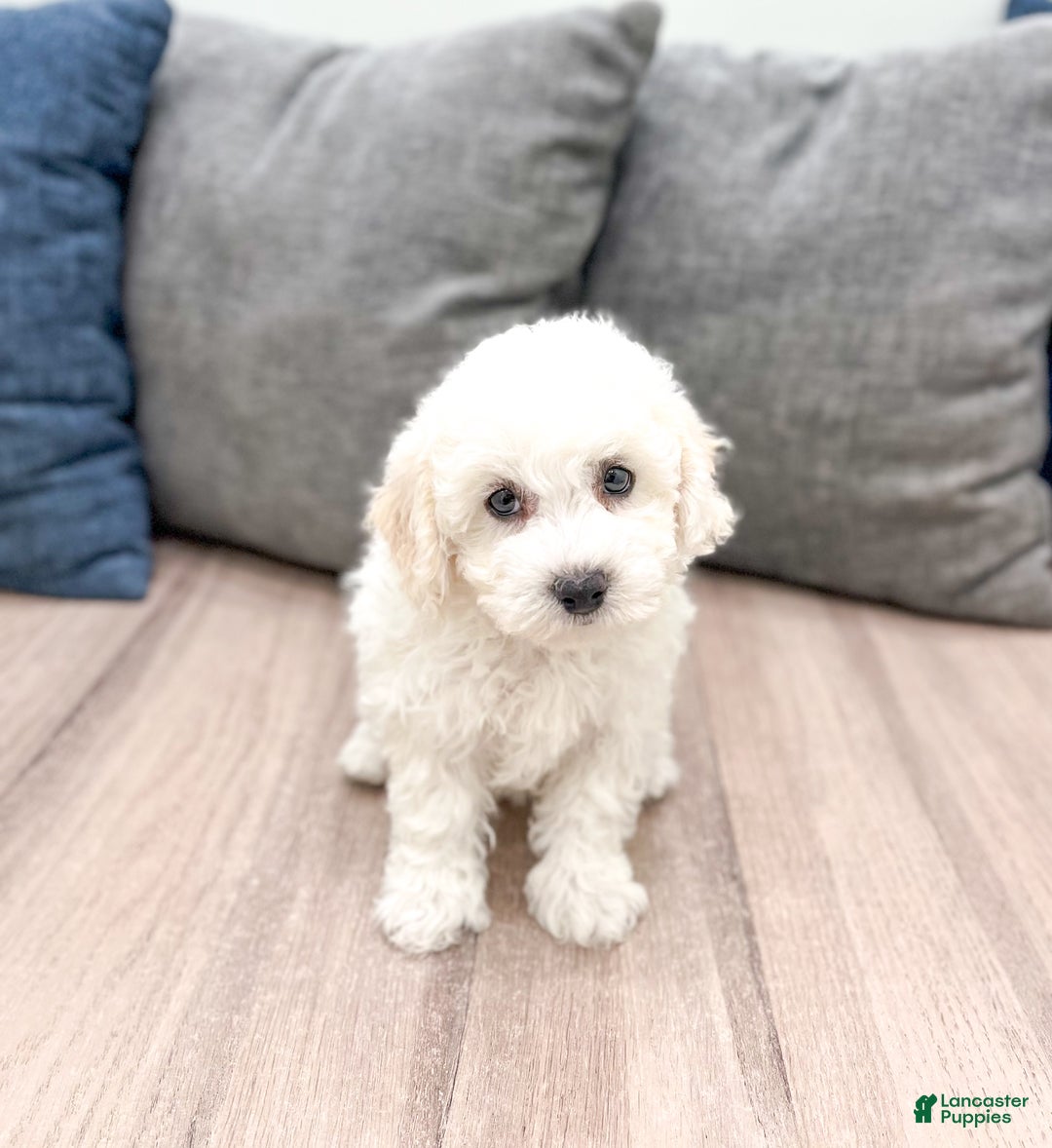 Bichpoo dogs for sale: Lexie - Ad 4