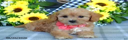 Cavapoo dogs for sale: Tulip - Ad 9