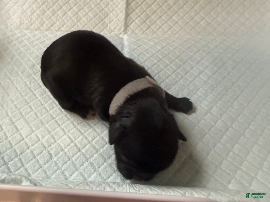 Shih Tzu dogs for sale: Raven - Ad 19