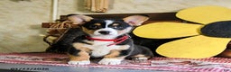 Welsh Corgi Pembroke dogs for sale: Dixie - Ad 1