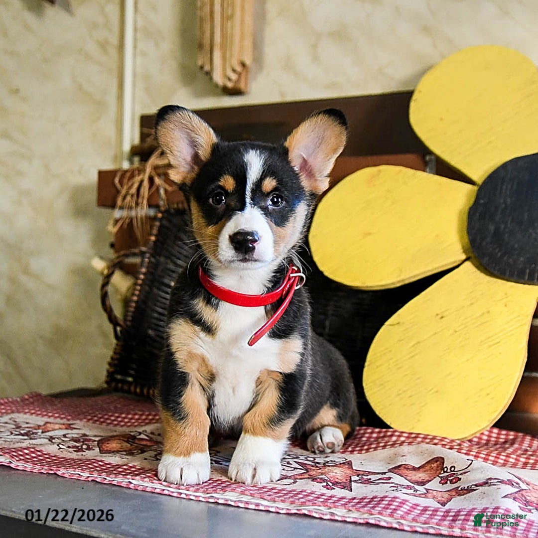Welsh Corgi Pembroke dogs for sale: Dixie - Ad 1