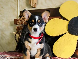 Welsh Corgi Pembroke dogs Dixie - Ad 5