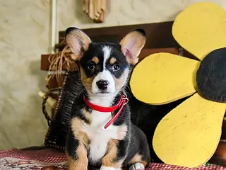 Welsh Corgi Pembroke dogs Dixie - Ad 21