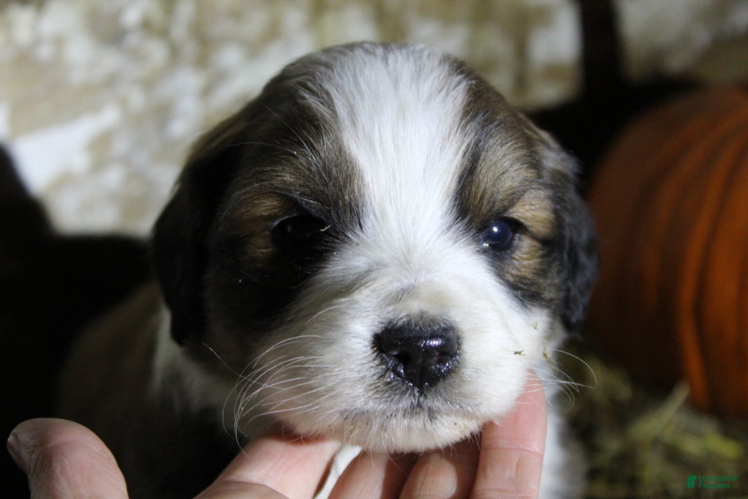 Mixed Breed dogs for sale: Tinsel - Ad 2