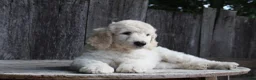 Standard Poodle dogs for sale: River AKC Standard Poodle  - Ad 5