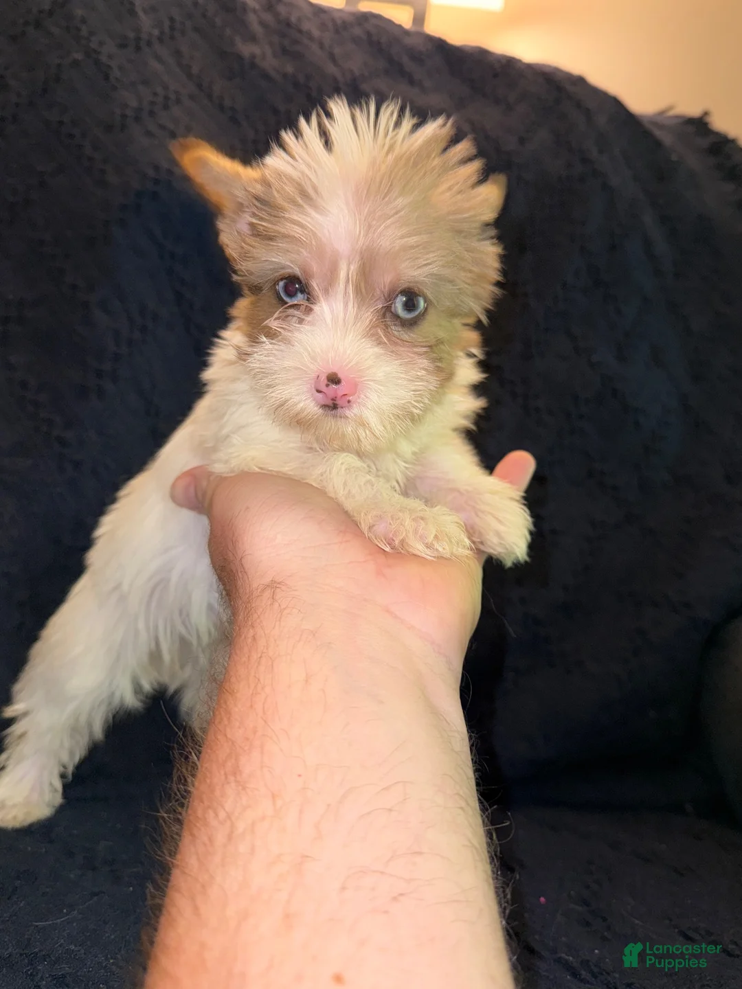 Yorkshire Terrier dogs for sale: Yorkshire Terrier 3 - Ad 2