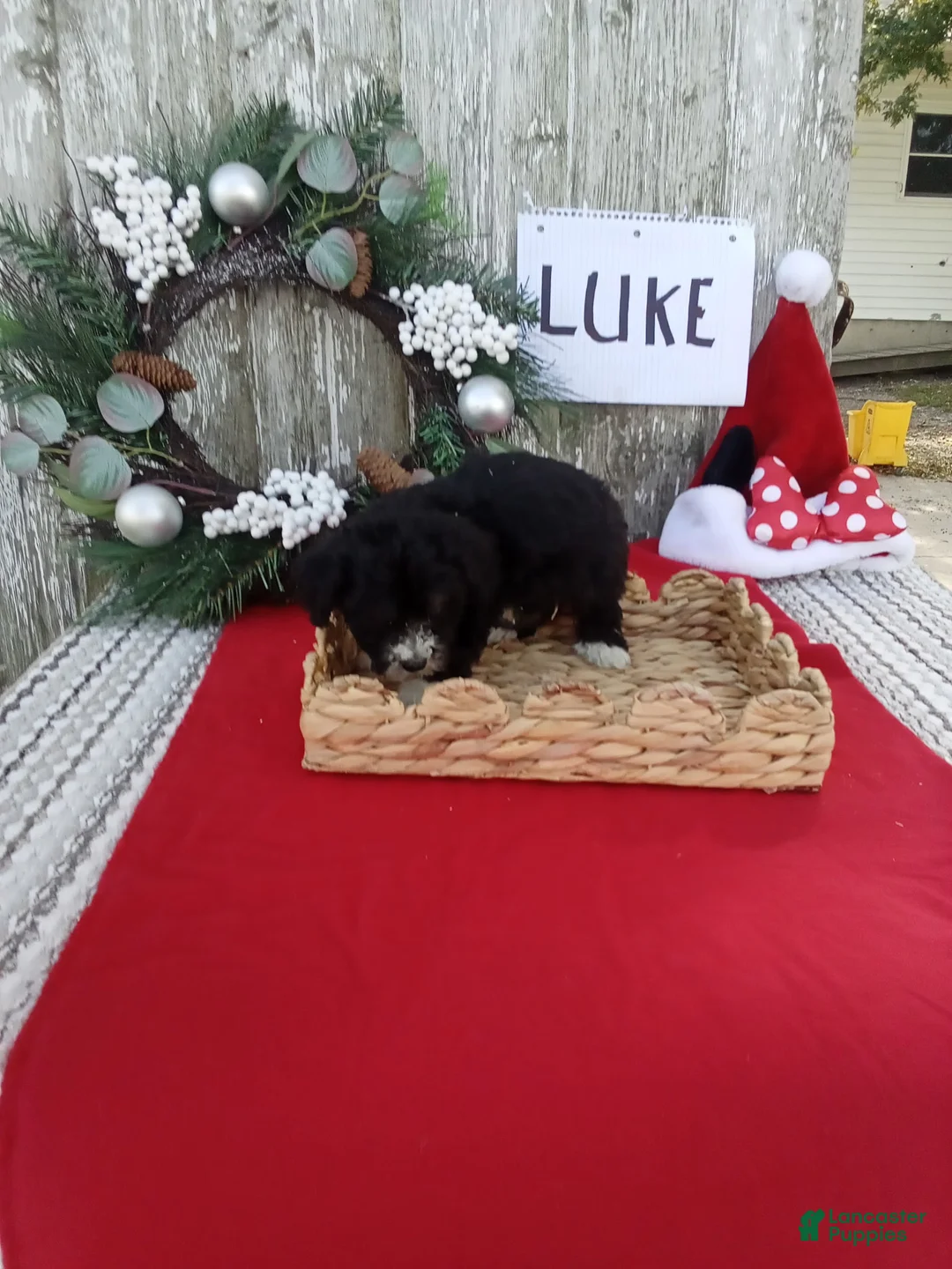 Bernedoodle dogs for sale: Bernedoodle 3 - Ad 4