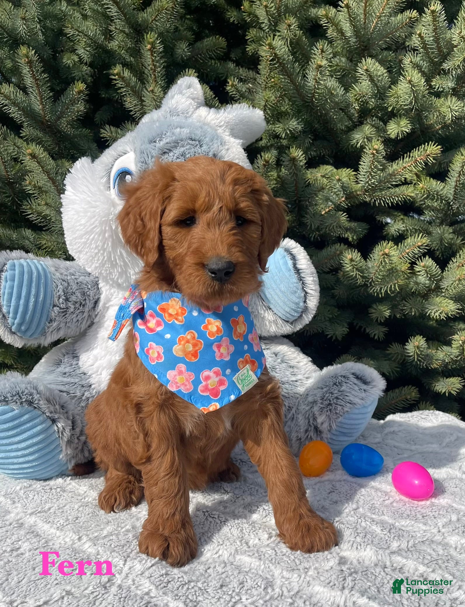 Goldendoodle dogs Fern  - Ad 1