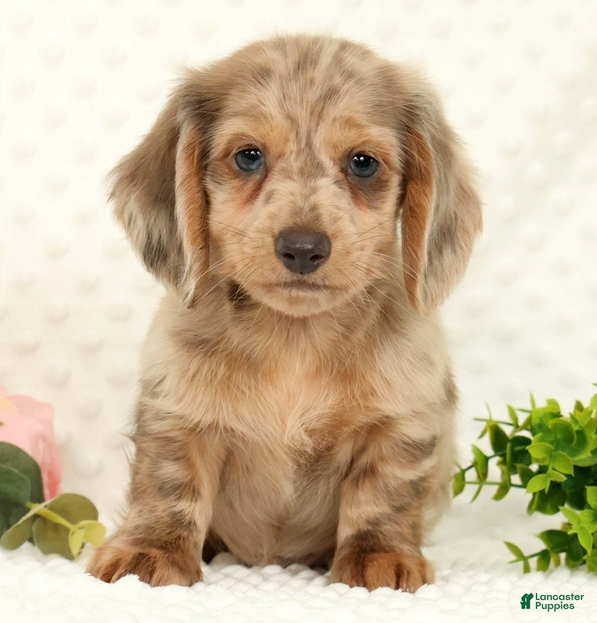 Miniature Dachshund dogs for sale: Silas - Ad 1
