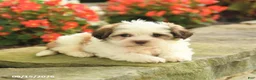 Teddy Bear dogs for sale: Julie  - Ad 3