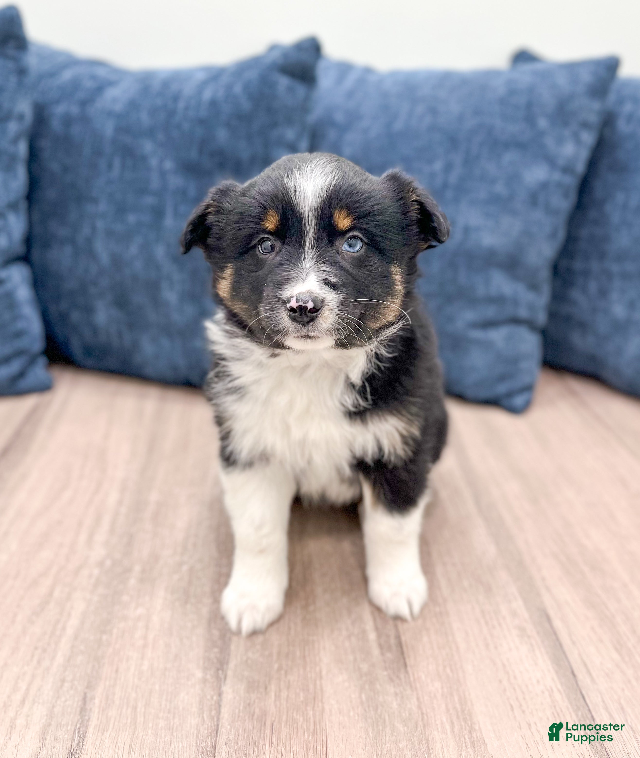 Miniature Australian Shepherd dogs Annie - Ad 33
