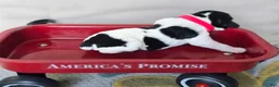 English Springer Spaniel dogs for sale: Liberty  - Ad 6