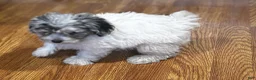 Yorkiepoo dogs for sale: Sara  - Ad 5