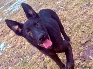 Mixed Breed dogs Green collar - Female Brindle - Ad 21