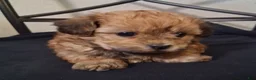 Shihpoo dogs for sale: Asa - Ad 4