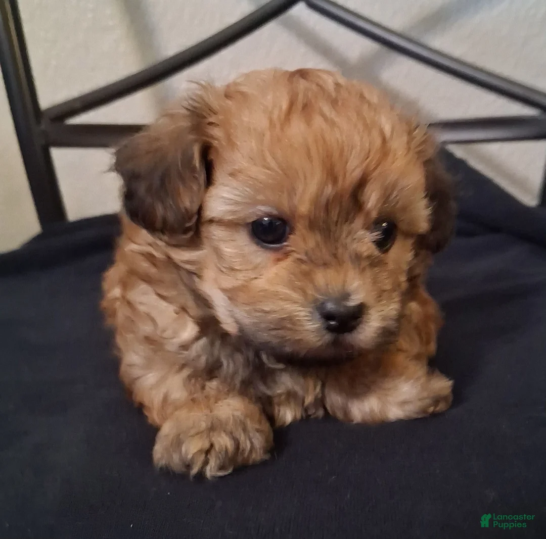 Shihpoo dogs for sale: Asa - Ad 4