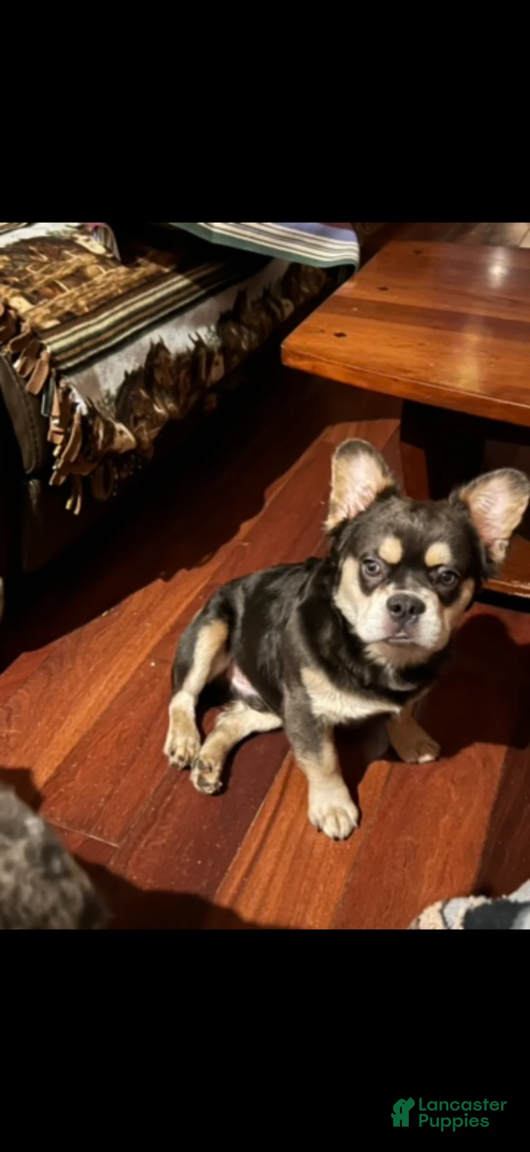 French Bulldog dogs for sale: Kenzi - Ad 3