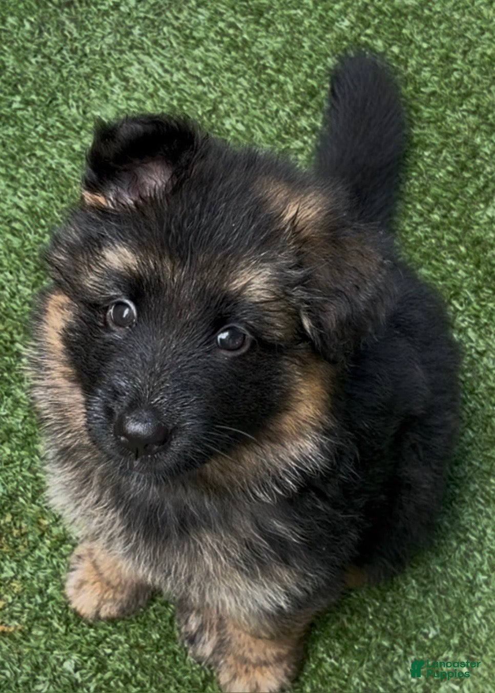 German Shepherd dogs German Shepherd Puppy 1 - Ad 2