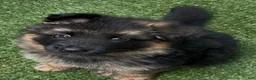 German Shepherd dogs for sale: German Shepherd Puppy 1 - Ad 2