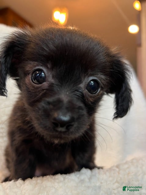 Chiweenie dogs Toy size BEAU~!!! - Ad 1