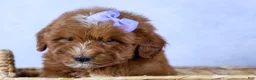 Mini Goldendoodle dogs for sale: 🐾 Meet Natasha – F2B Mini Goldendoodle Puppy 🐾 - Ad 9