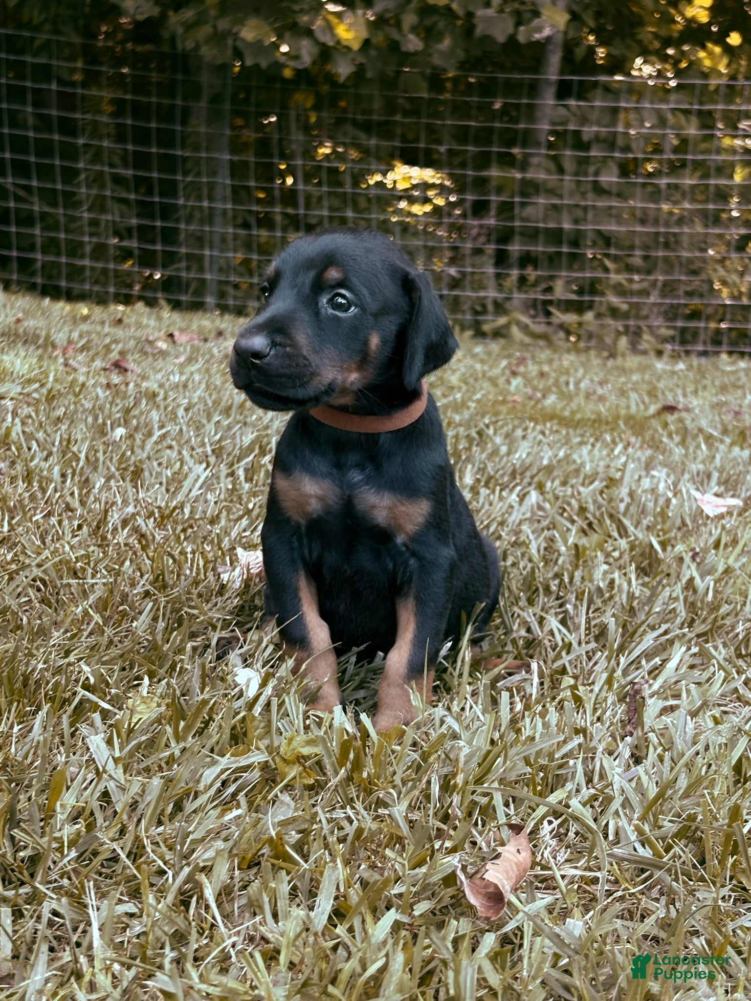 Doberman Pinscher dogs Kodiak - Ad 2