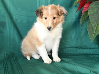 Shetland Sheepdog dogs Marie - Ad 27