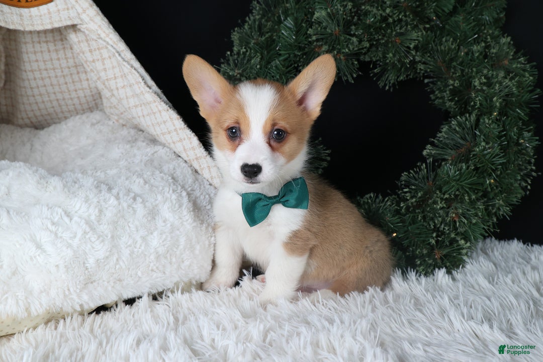 Welsh Corgi Pembroke dogs for sale: Hunter - Ad 10
