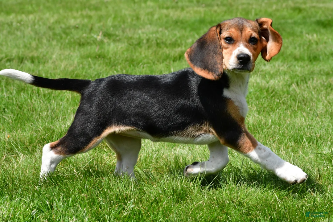 Beagle dogs for sale: Macy - Ad 2