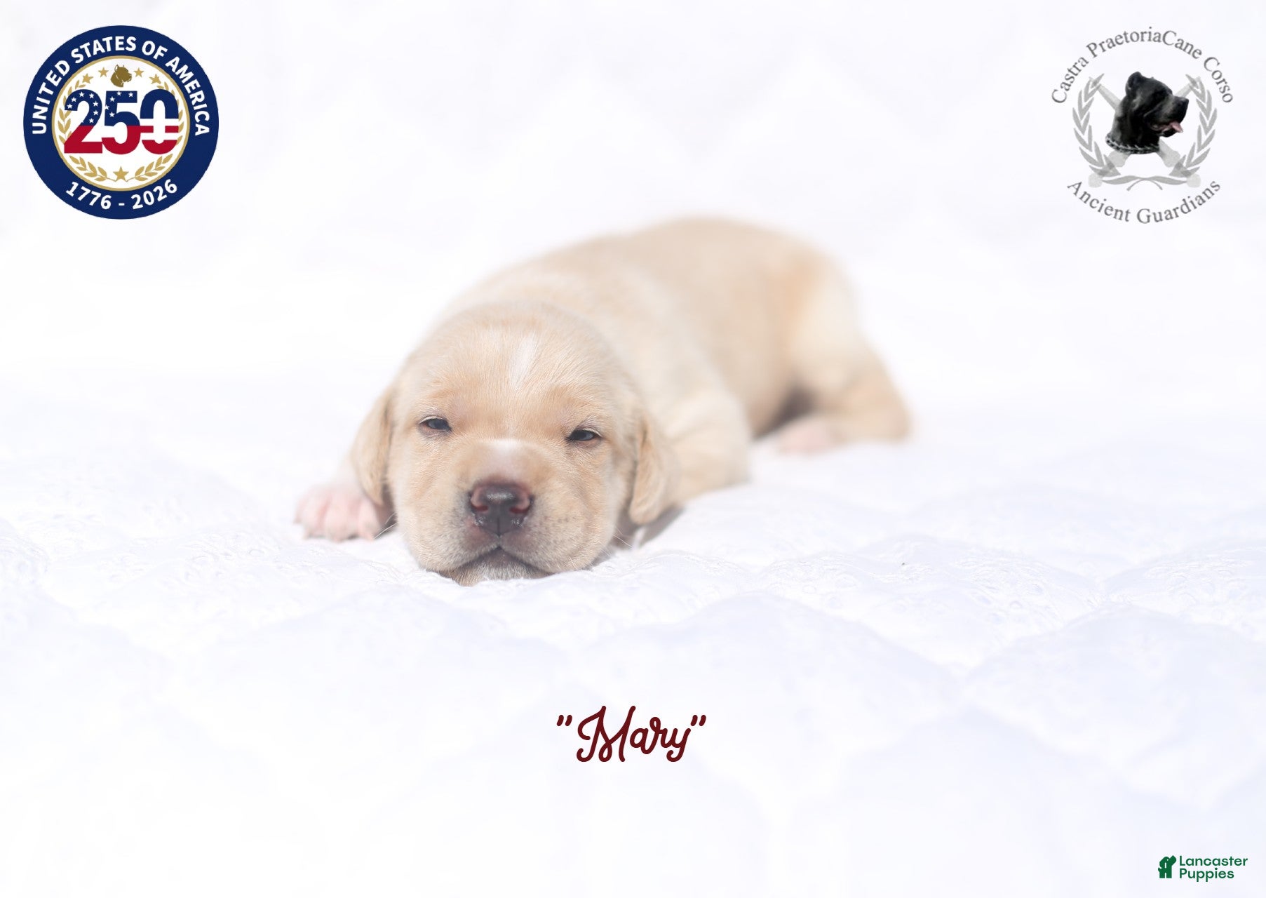 Cane Corso dogs "Mary" - Ad 1