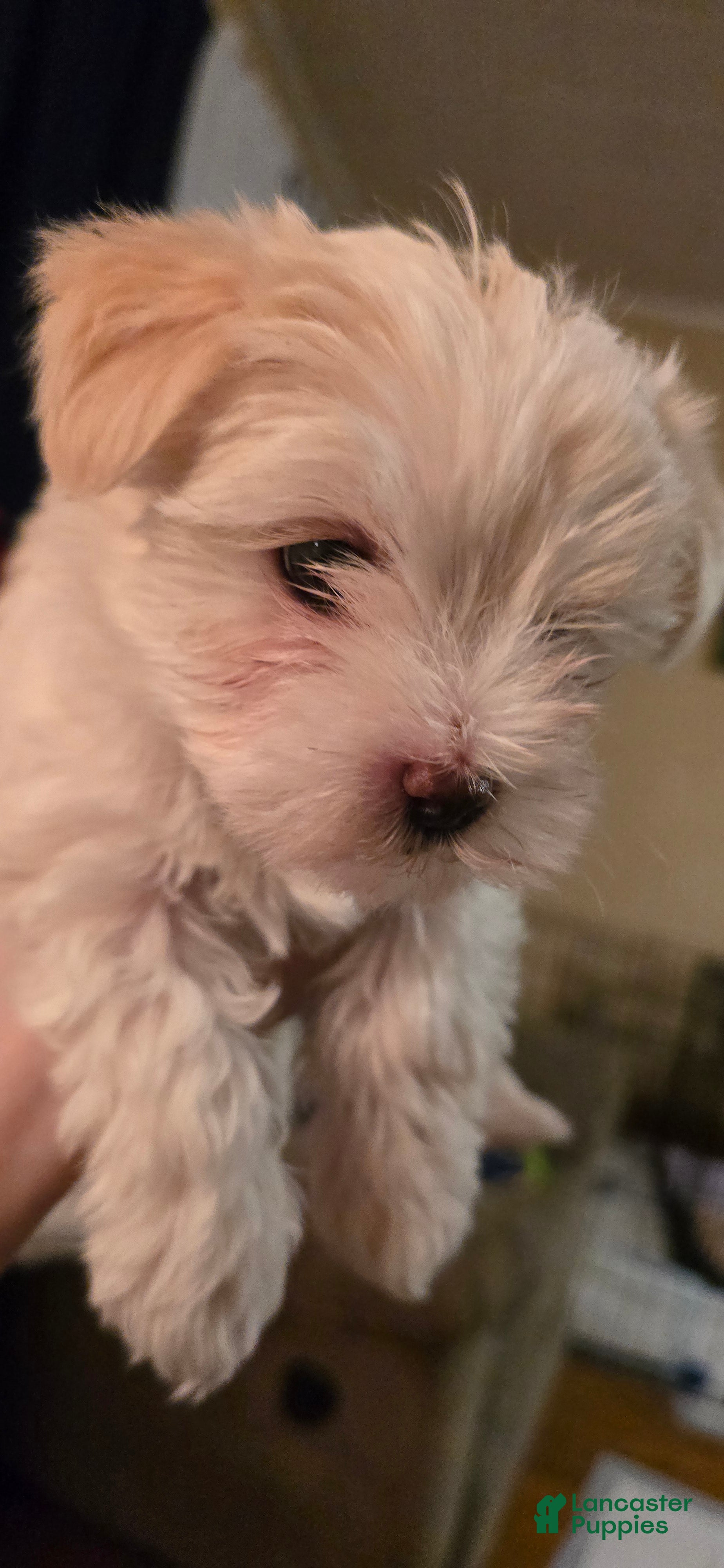 Morkie dogs Daisy - Ad 34