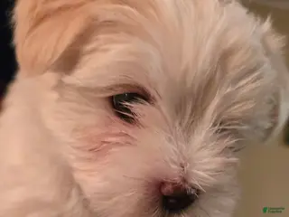 Morkie dogs Daisy - Ad 34