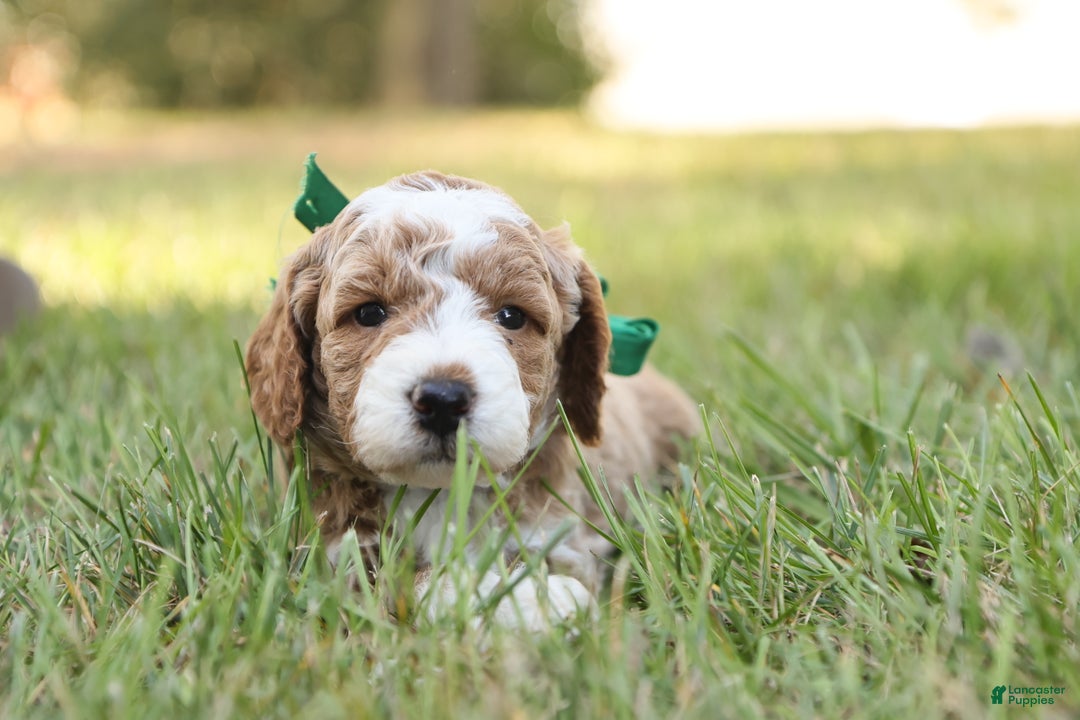 Mini Goldendoodle dogs for sale: Hunter - Ad 6