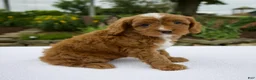 Cavapoo dogs for sale: Glory - Ad 2