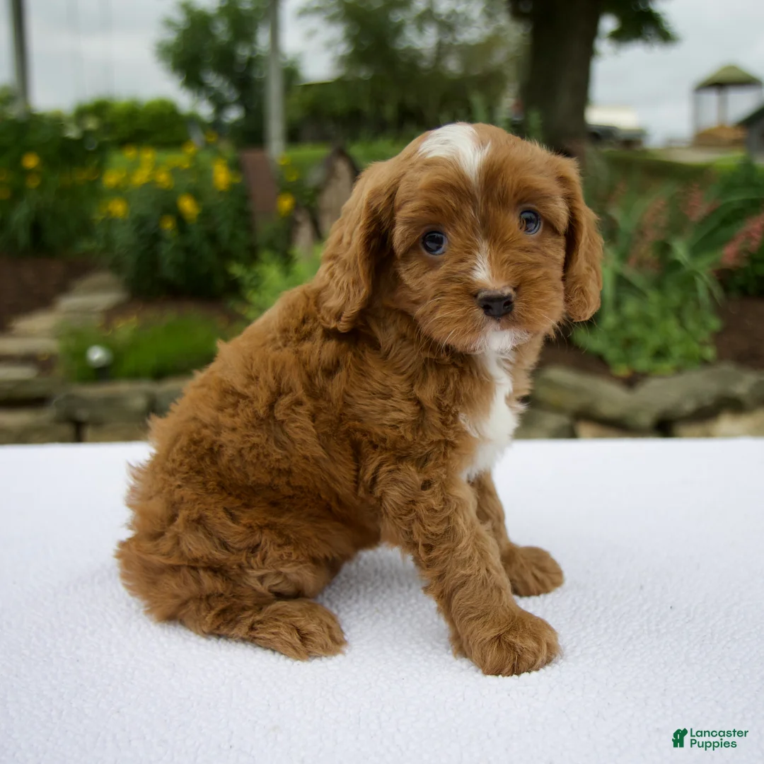 Cavapoo dogs for sale: Glory - Ad 2