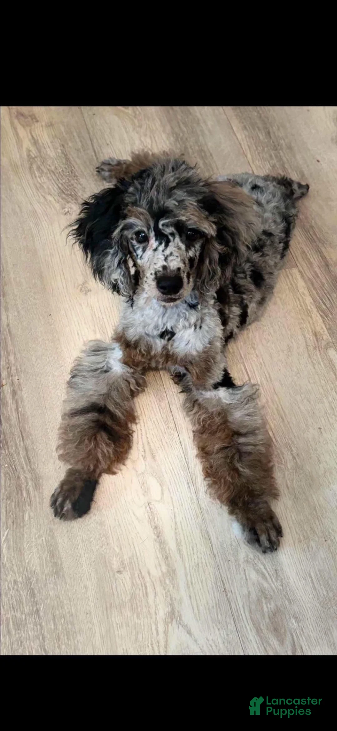 Miniature Poodle dogs for sale: Miniature Poodle 2 - Ad 2