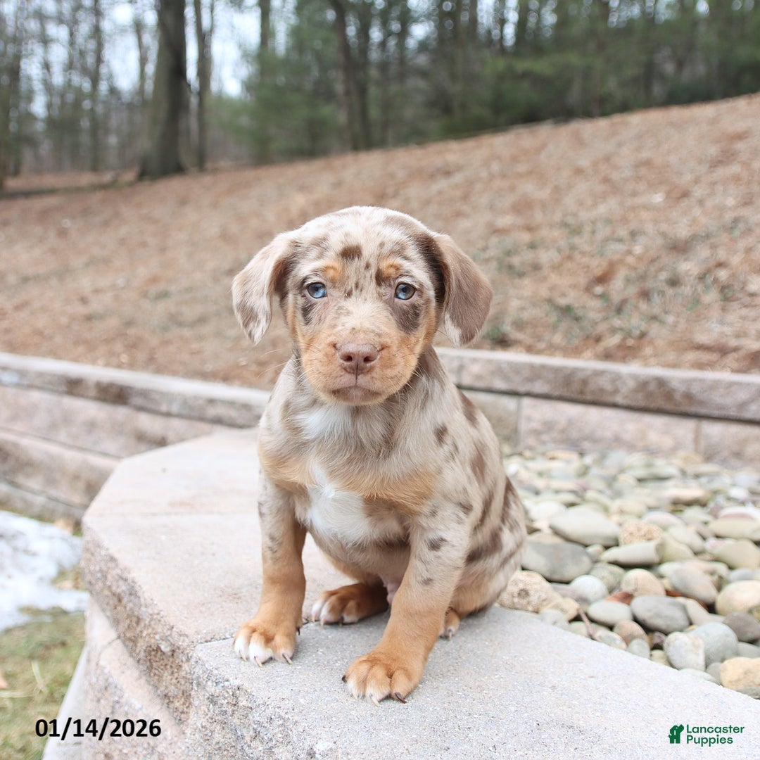 Mixed Breed dogs for sale: Marshall - Ad 3