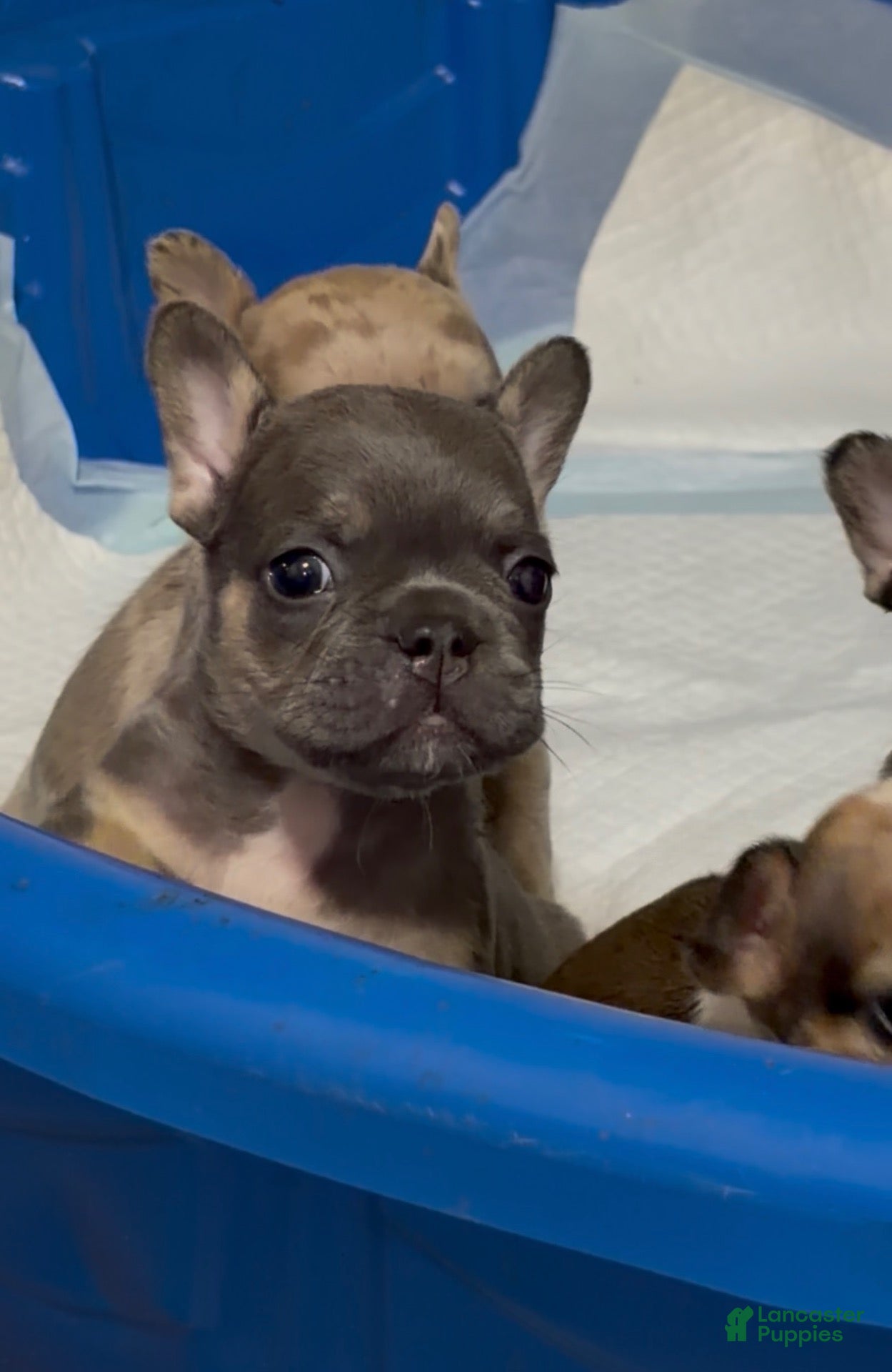 French Bulldog dogs French Bulldog 1 - Ad 2