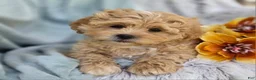 Shihpoo dogs for sale: Biscuit - Ad 7