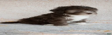 Bernedoodle 4