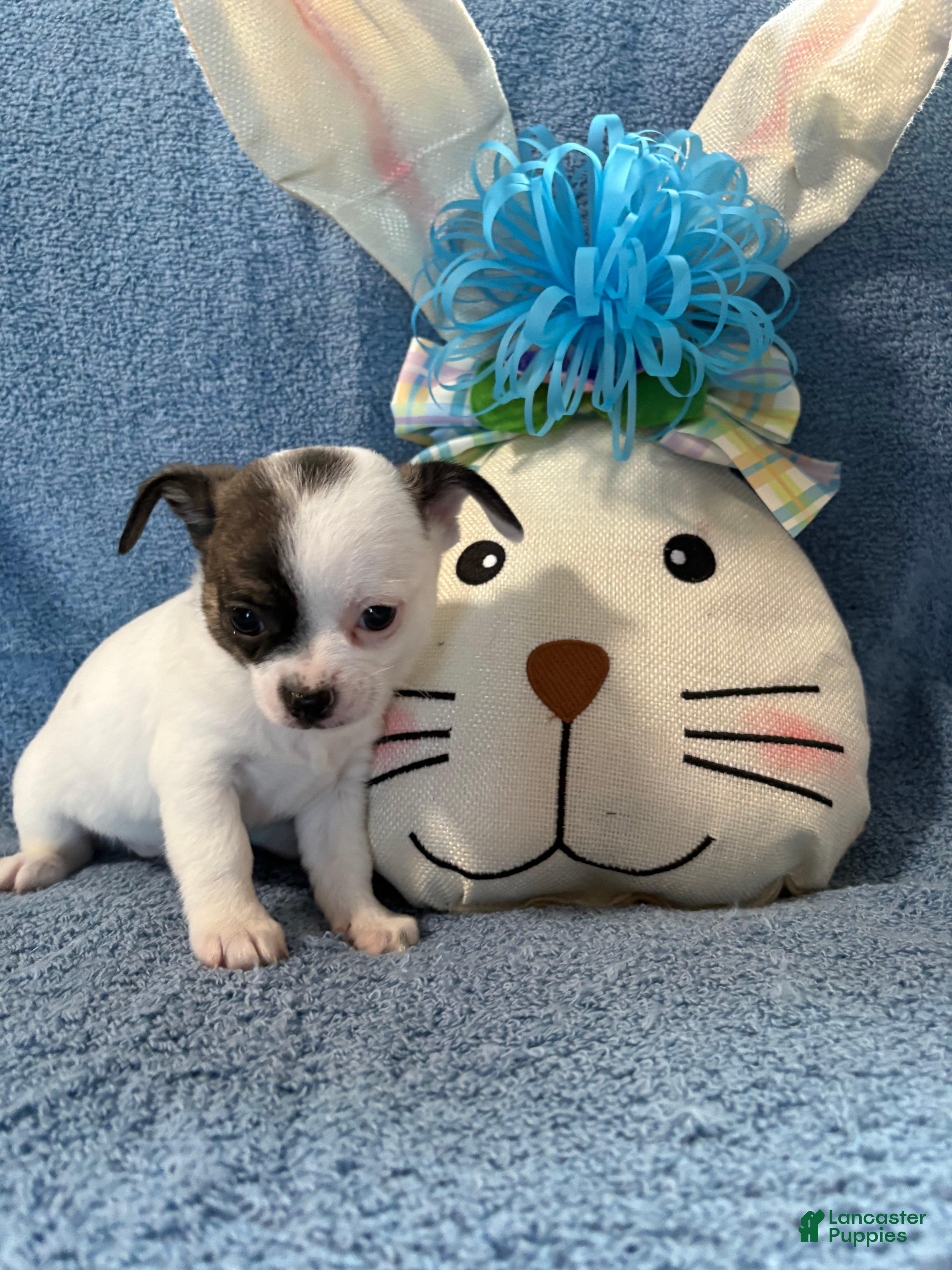 Chihuahua dogs Chihuahua Puppy 2 - Ad 34