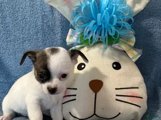 Chihuahua dogs Chihuahua Puppy 2 - Ad 34